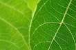 © Horticulture - green living