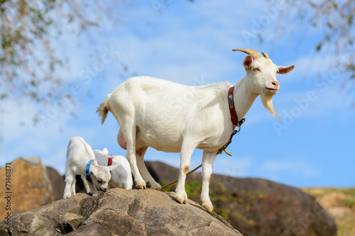 Fotografia  ヤギのポートレート