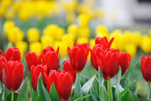 Naklejka samoprzylepna Tulipan