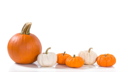 Wall Mural - Pumpkins against white background