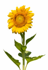 Wall Mural - sunflower isolated