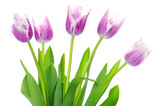 Fototapeta Kwiaty - pink tulips