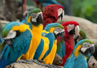 Wall Mural - macaw bird