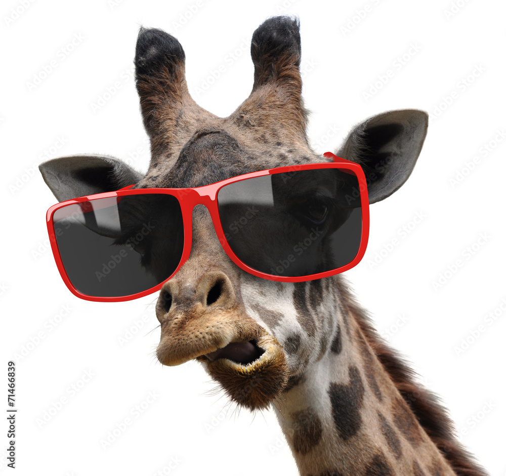 Funny fashion portrait of a giraffe with hipster sunglasses - obrazy, fototapety, plakaty 