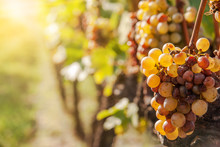 Noble Rot Of A Wine Grape, Botrytised Grapes