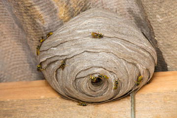 Wasp's nest closeup