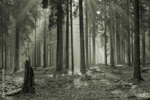 Obraz w ramie mystic forest with morning sunbeams Czech republic "Cesky Les"