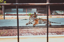 Tiger In A Cage At The Zoo