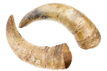 horns of a cow