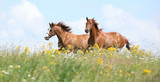 Fototapeta Konie - Two chestnut horses running together