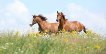 Two Chestnut Horses Running Together