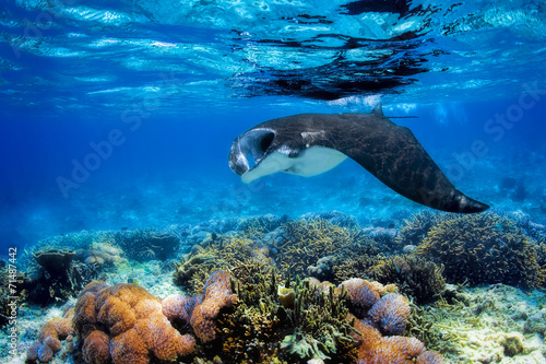 Naklejka samoprzylepna Manta ray