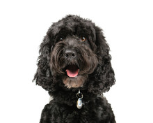 Picture Of A Black Cockapoo On A White Background.