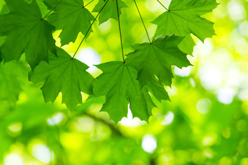 Wall Mural - green leaves with sun