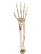 © Sebastian Kaulitzki - muscle anatomy - the extensor pollicis brevis