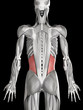 © Sebastian Kaulitzki - human muscle anatomy - internal oblique
