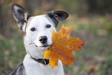 Dog In Autumn Leaves Free Stock Photo - Public Domain Pictures