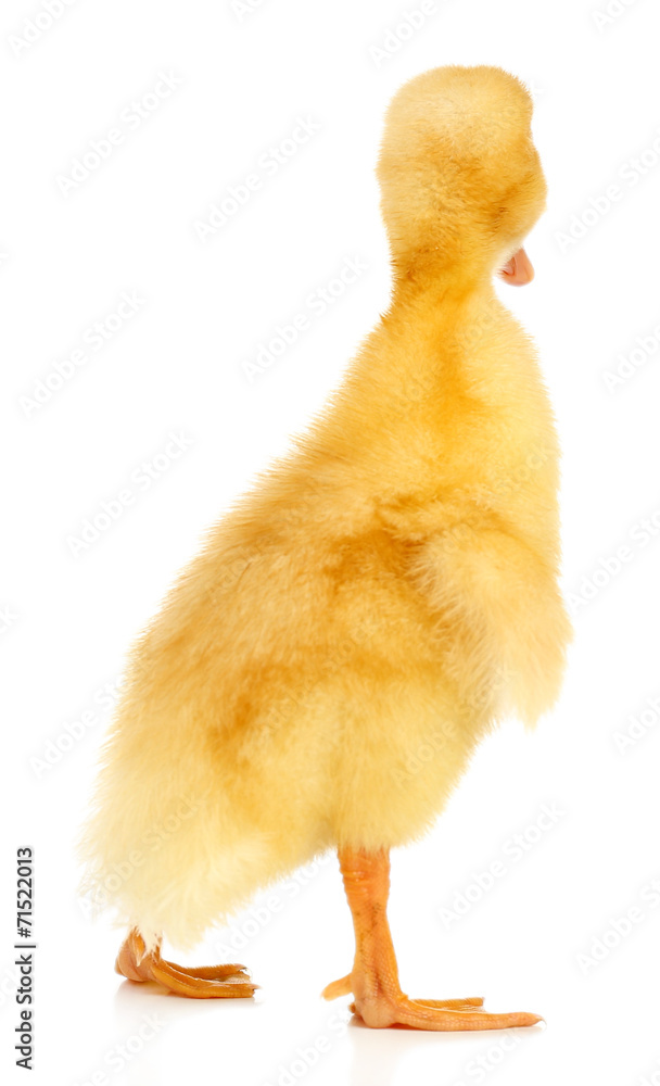 Little cute duckling isolated on white