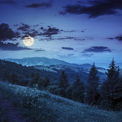 Wall Mural - coniferous forest on a mountain slope at night