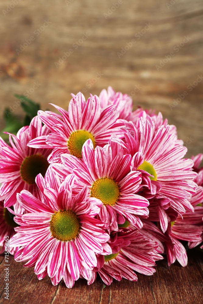 Purple chrysanthemum on wooden background