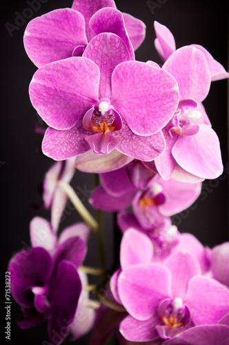 Obraz na płótnie canvas trzyczęściowy "tryptyk" Różowa orchidea na czarnym tle - 2