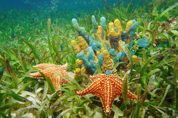 Underwater life with colorful sponges and starfish