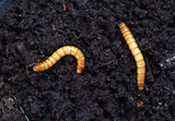 Fototapeta  - Ampedus larva