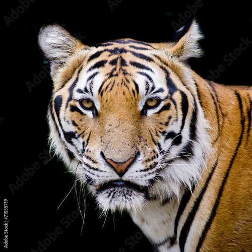 Tapeta ścienna Tygrys, portret tygrysa bengalskiego.