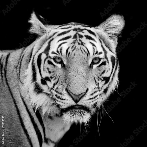 Tapeta ścienna Tygrys, portret tygrysa bengalskiego.