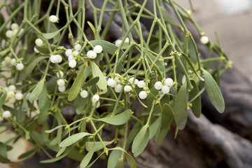 Mistletoe