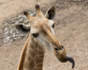 Wall Mural - giraffe