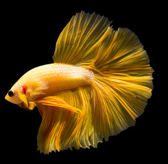 Canvas Print - siamese fighting fish isolated on black background.