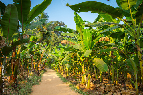 Zdjęcie XXL Krajobraz wiejski wspólna droga przez plantację bananów w Indiach