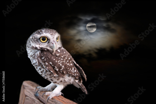 Plakat na papierze fotorealistycznym Sowa w noc halloween.