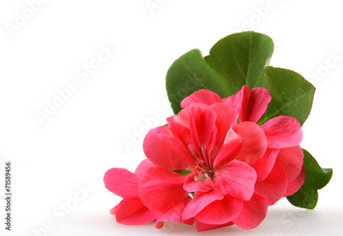 Fotografía Geranium Pelargonium Flowers