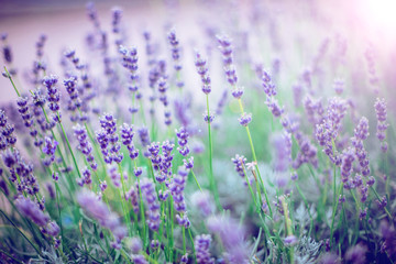 Lavender Flowers