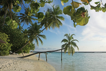 maldives, sea, palm and sky