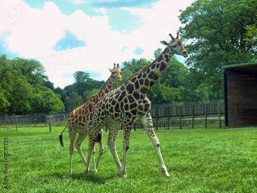 Tapeta ścienna Żyrafa w wielkiej brytanii zoo