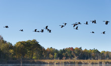 Geese Flying Across The Lake