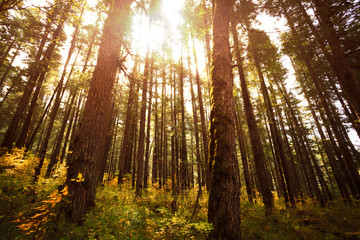 Poster - Forest trees