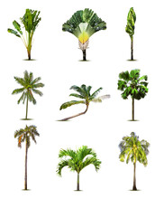 Different Tropical Palm Trees. Vector