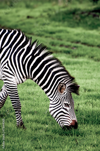 Plakat na papierze fotorealistycznym Wypas zebra