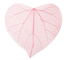 Transparent Heart Shaped Leaves
