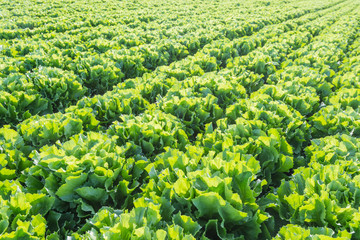 Wall Mural - Rows of Endive plants at a market garden