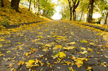 Poster - Maple leaves fall