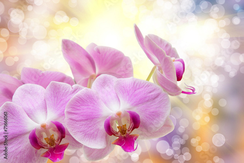 Obraz na płótnie canvas dwuczęściowy "dyptyk" Orchidea