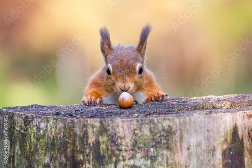 Fotomural Red Squirrel can't believe his luck