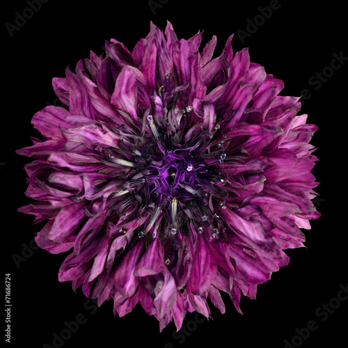 Plakat na papierze fotorealistycznym Purpurowy kwiat chaber samodzielnie na czarnym tle