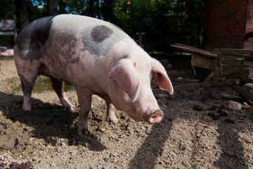 Canvas Print - big pig on a farm