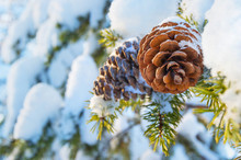 Winter Background With Pine Cones